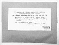 Tremella mesenterica image
